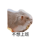 The lovely hamster（個別スタンプ：7）