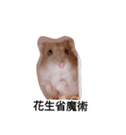 The lovely hamster（個別スタンプ：9）