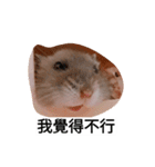 The lovely hamster（個別スタンプ：11）