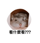 The lovely hamster（個別スタンプ：12）