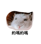 The lovely hamster（個別スタンプ：13）