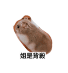 The lovely hamster（個別スタンプ：15）
