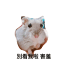 The lovely hamster（個別スタンプ：16）