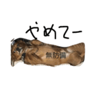 ちわっくすぽてとくんその2（個別スタンプ：8）
