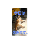 柴犬テル   挨拶スタンプ（個別スタンプ：11）