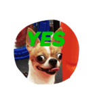 Chihuahua GeeLee（個別スタンプ：1）