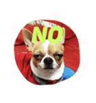 Chihuahua GeeLee（個別スタンプ：2）