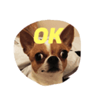 Chihuahua GeeLee（個別スタンプ：3）