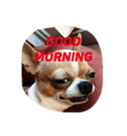 Chihuahua GeeLee（個別スタンプ：5）
