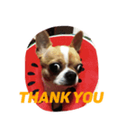 Chihuahua GeeLee（個別スタンプ：7）