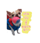 Coley chihuahua thai（個別スタンプ：1）