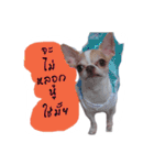 Coley chihuahua thai（個別スタンプ：3）