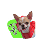 Coley chihuahua thai（個別スタンプ：4）