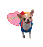 Coley chihuahua thai（個別スタンプ：5）