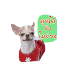 Coley chihuahua thai（個別スタンプ：6）
