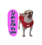 Coley chihuahua thai（個別スタンプ：7）