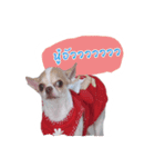 Coley chihuahua thai（個別スタンプ：8）