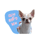 Coley chihuahua thai（個別スタンプ：10）