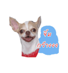 Coley chihuahua thai（個別スタンプ：11）