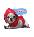 Coley chihuahua thai（個別スタンプ：12）