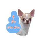 Coley chihuahua thai（個別スタンプ：13）