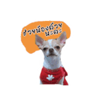 Coley chihuahua thai（個別スタンプ：14）