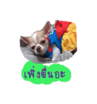Coley chihuahua thai（個別スタンプ：15）