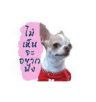Coley chihuahua thai（個別スタンプ：16）