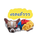 Coley chihuahua thai（個別スタンプ：17）
