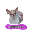 Coley chihuahua thai（個別スタンプ：18）