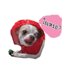 Coley chihuahua thai（個別スタンプ：19）