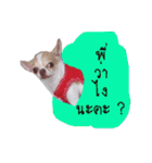 Coley chihuahua thai（個別スタンプ：20）