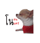 Coley chihuahua thai（個別スタンプ：21）