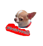 Coley chihuahua thai（個別スタンプ：22）