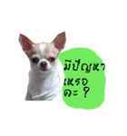 Coley chihuahua thai（個別スタンプ：23）