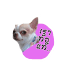 Coley chihuahua thai（個別スタンプ：24）
