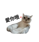cutecatmi1.0（個別スタンプ：1）