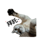 cutecatmi1.0（個別スタンプ：2）