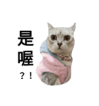 cutecatmi1.0（個別スタンプ：3）