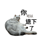 cutecatmi1.0（個別スタンプ：4）