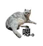 cutecatmi1.0（個別スタンプ：5）