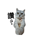 cutecatmi1.0（個別スタンプ：6）