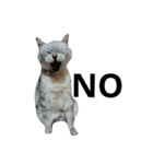 cutecatmi1.0（個別スタンプ：8）