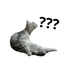 cutecatmi1.0（個別スタンプ：9）