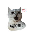 cutecatmi1.0（個別スタンプ：10）