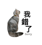 cutecatmi1.0（個別スタンプ：12）