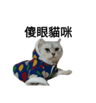cutecatmi1.0（個別スタンプ：13）