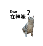 cutecatmi1.0（個別スタンプ：14）