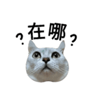 cutecatmi1.0（個別スタンプ：15）
