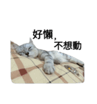 cutecatmi1.0（個別スタンプ：16）